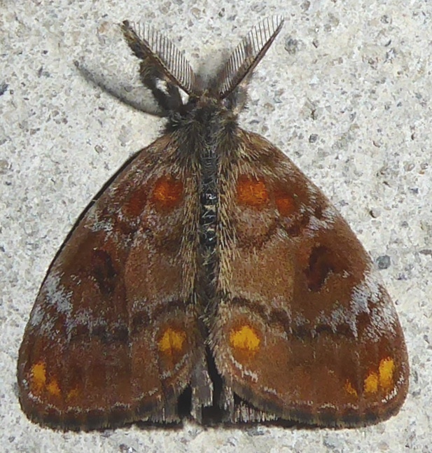 Clethrogyna turbata