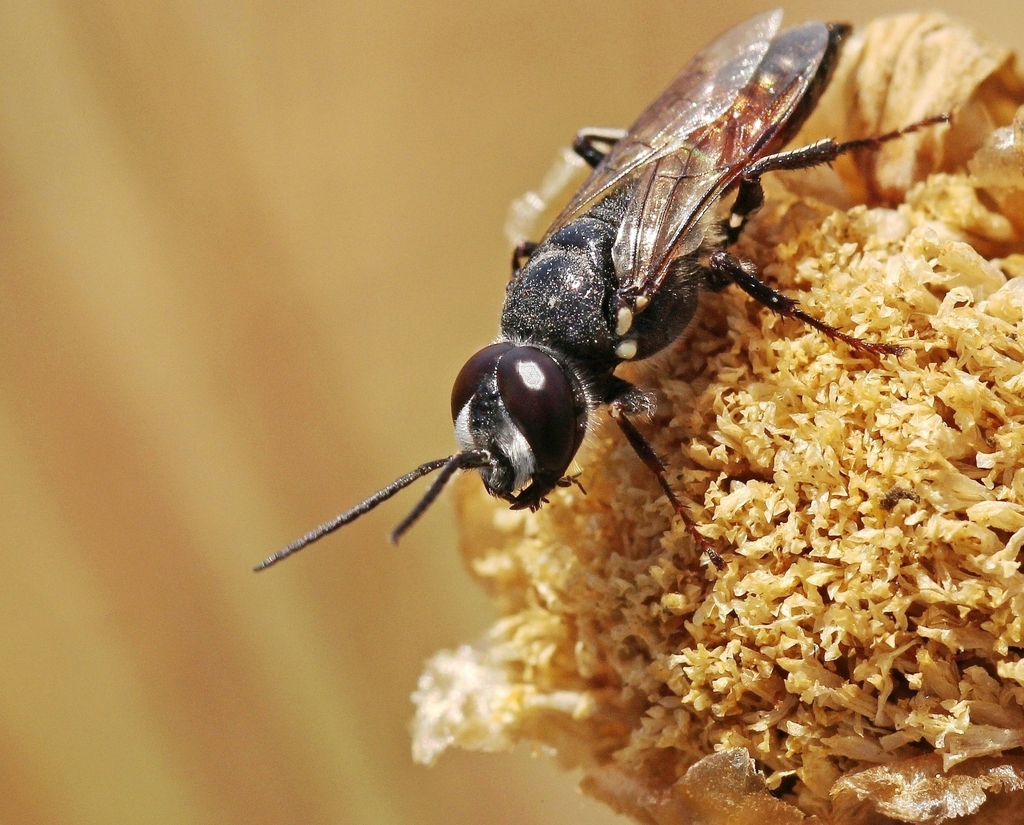 Astata miegii