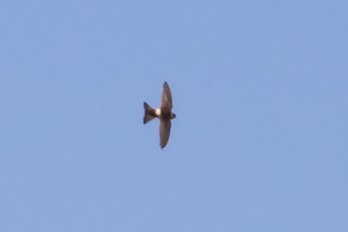 Andean Swift (Aeronautes andecolus), photo 7
