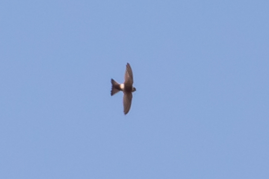 Andean Swift (Aeronautes andecolus), photo 10