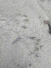 Lontra longicaudis