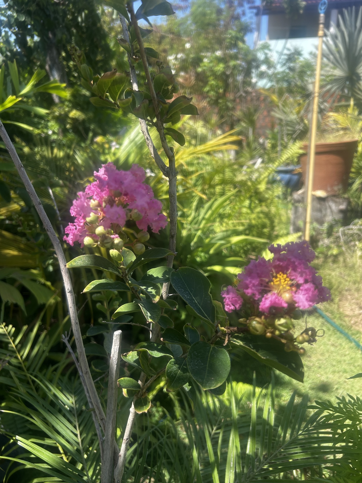 Lagerstroemia indica