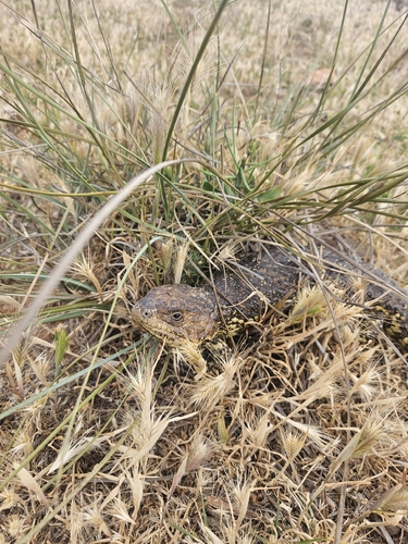 Shingleback
