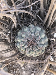 Thelocactus hexaedrophorus