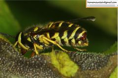 Vespula koreensis