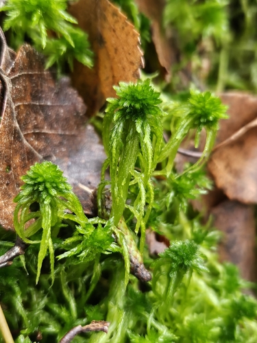 Flexuous Peatmoss (Sphagnum flexuosum)