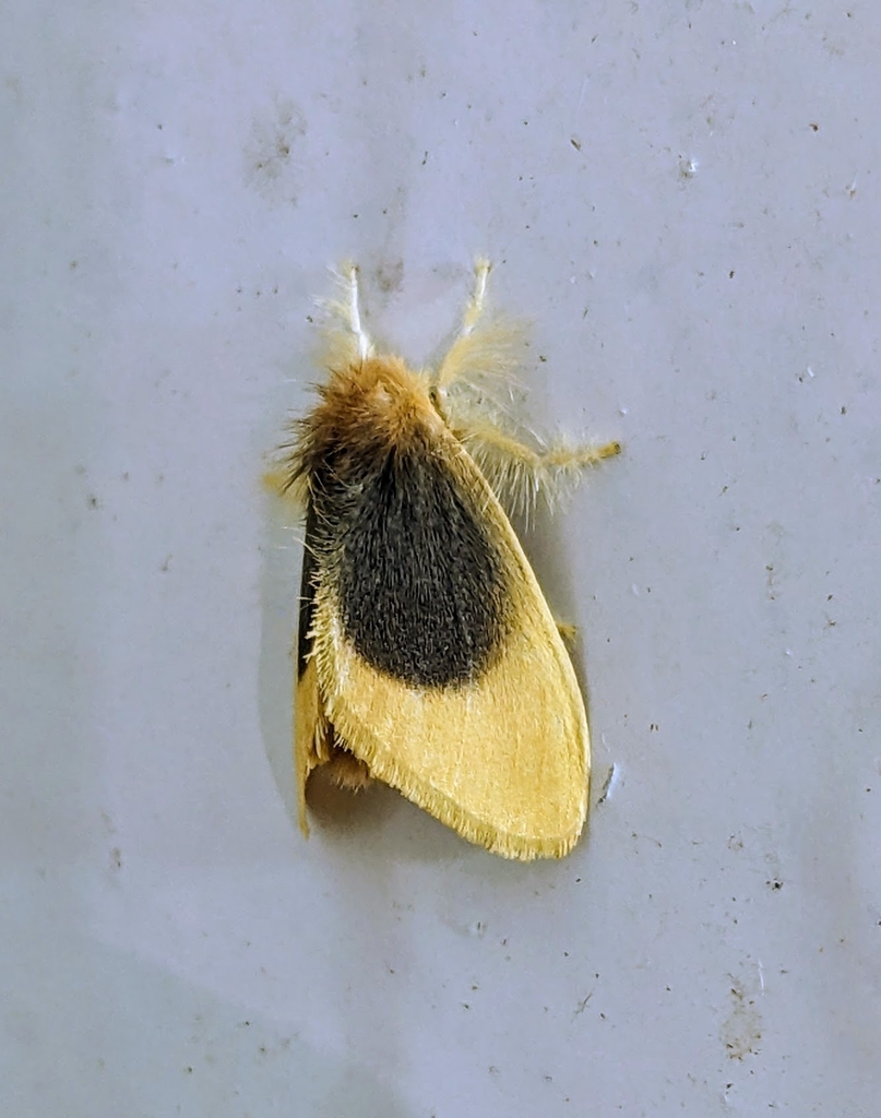 Toxoproctis eumorpha