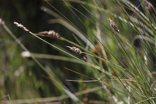 threadleaf sedge (Carex filifolia)