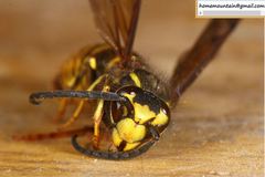 Vespula koreensis