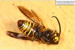 Vespula koreensis