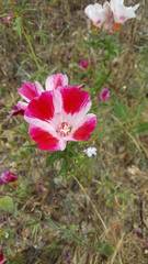 Clarkia amoena