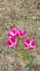 Clarkia amoena