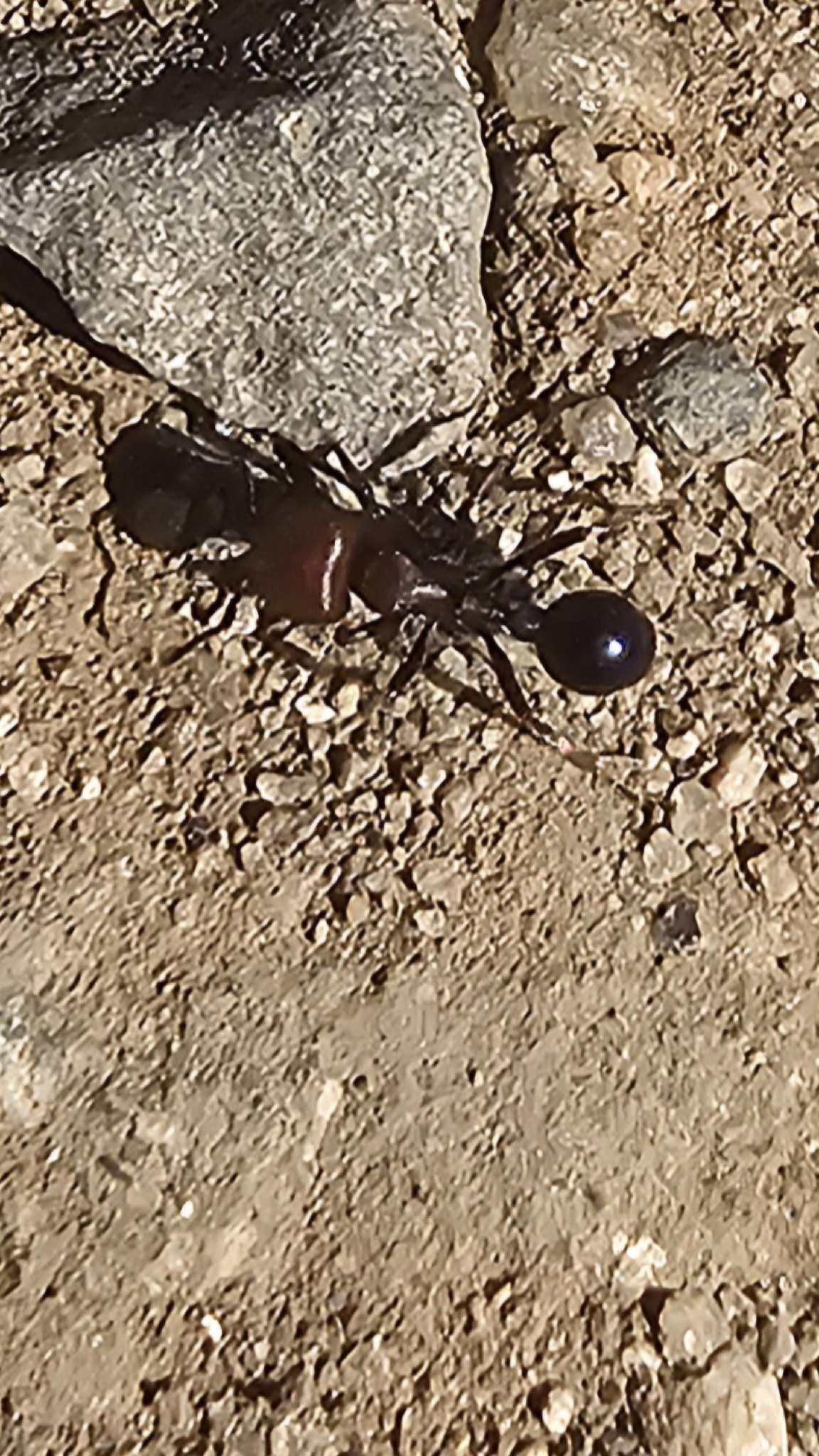 Pogonomyrmex micans