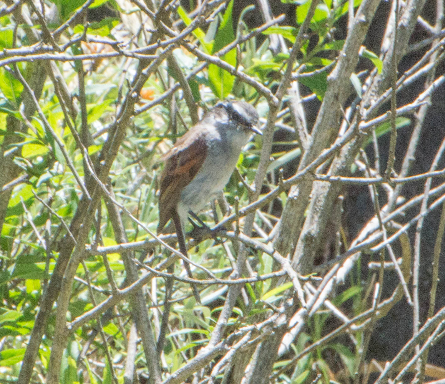 White-browed Chat-Tyrant (Ochthoeca leucophrys), photo 9