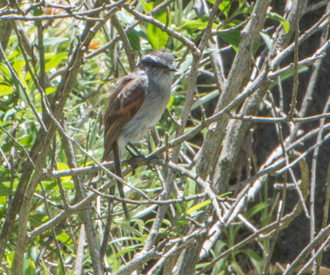White-browed Chat-Tyrant (Ochthoeca leucophrys), photo 8