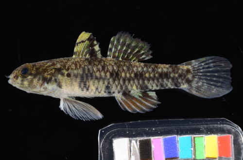 Bigmouth goby (Redigobius bikolanus) — Gobiidae — 3