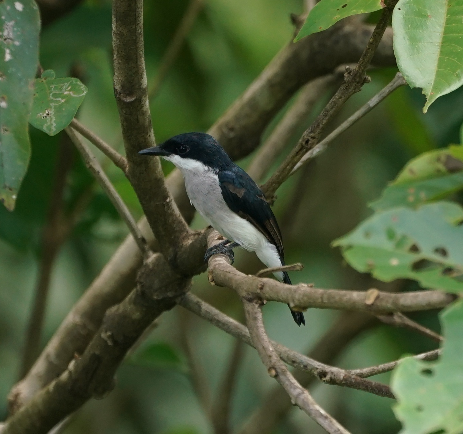 Black-winged Flycatcher-shrike (Hemipus hirundinaceus)