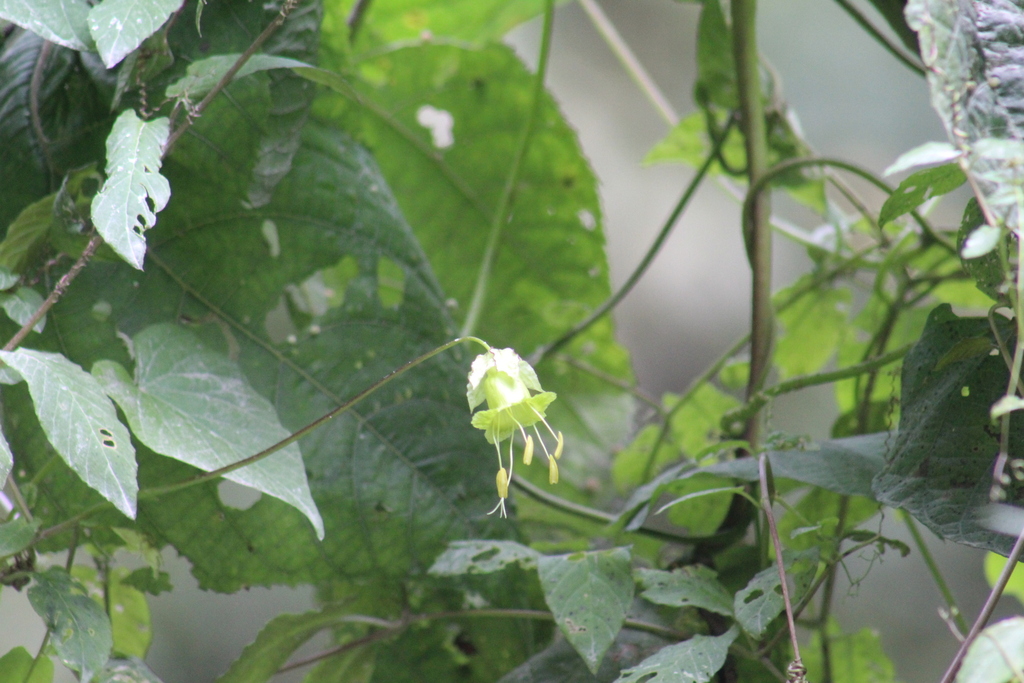 Cobaea skutchii