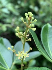 Zanthoxylum asiaticum