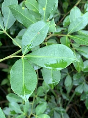 Zanthoxylum asiaticum