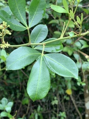 Zanthoxylum asiaticum