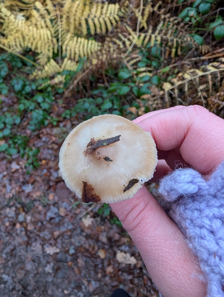 Rhodocollybia asema · December 2025 · photo: © heather-hyfae (iNaturalist, cc-by)