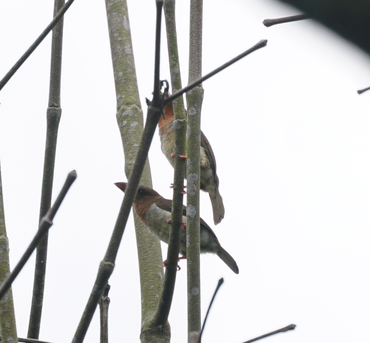 Brown Barbet illustration