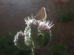 Pseudolucia sosneada