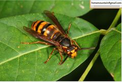 Vespula koreensis