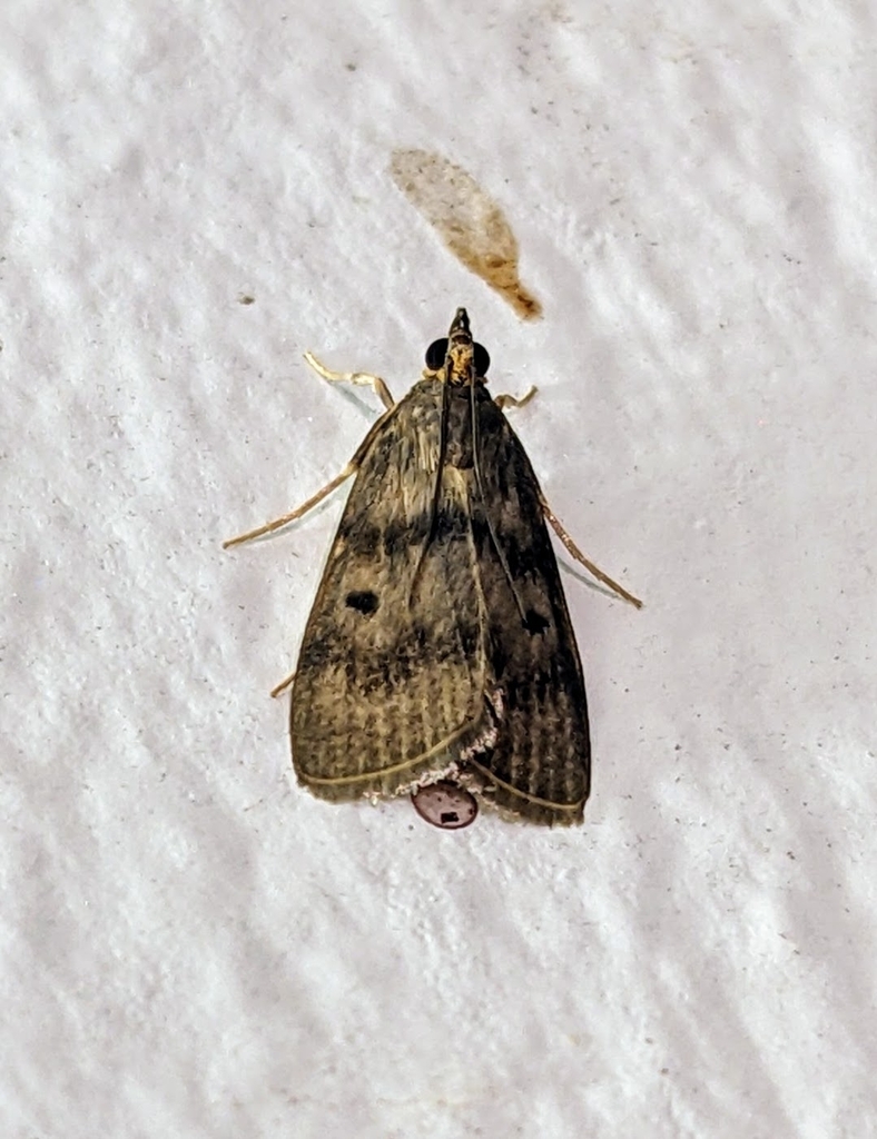Loxostege oculifera
