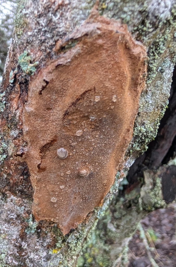 Fomitiporia punctata · December 2025 · photo: © wiljame (iNaturalist, cc-by)
