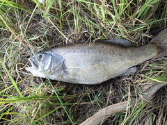 Micropterus dolomieu