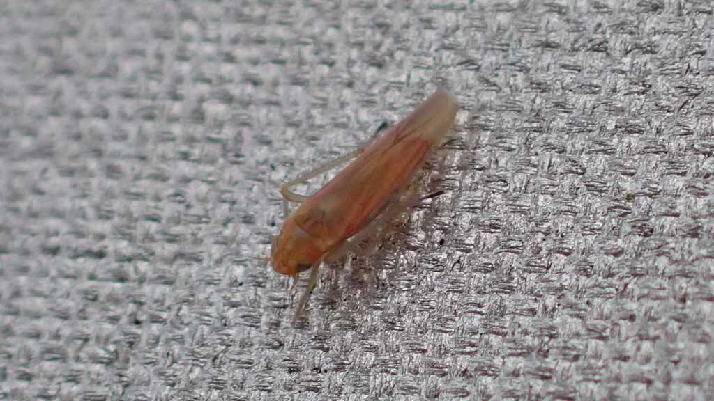 Zygina rosincola