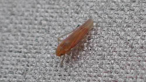Zygina rosincola