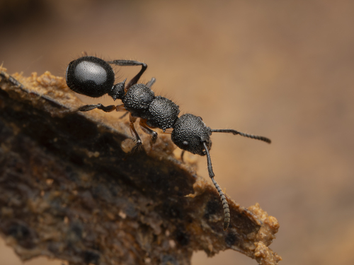 Echinopla dubitataEchinopla dubitata