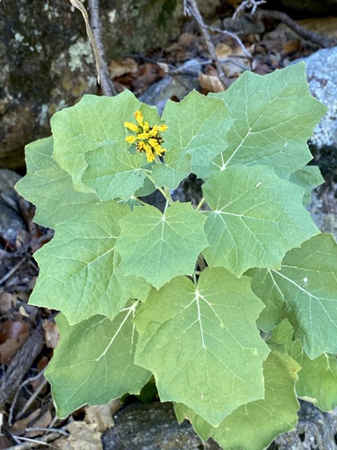 Hartweg's groundsel (Roldana hartwegii)