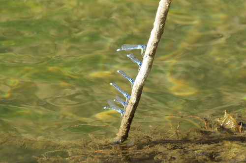 iNaturalist observation photo of Bluets