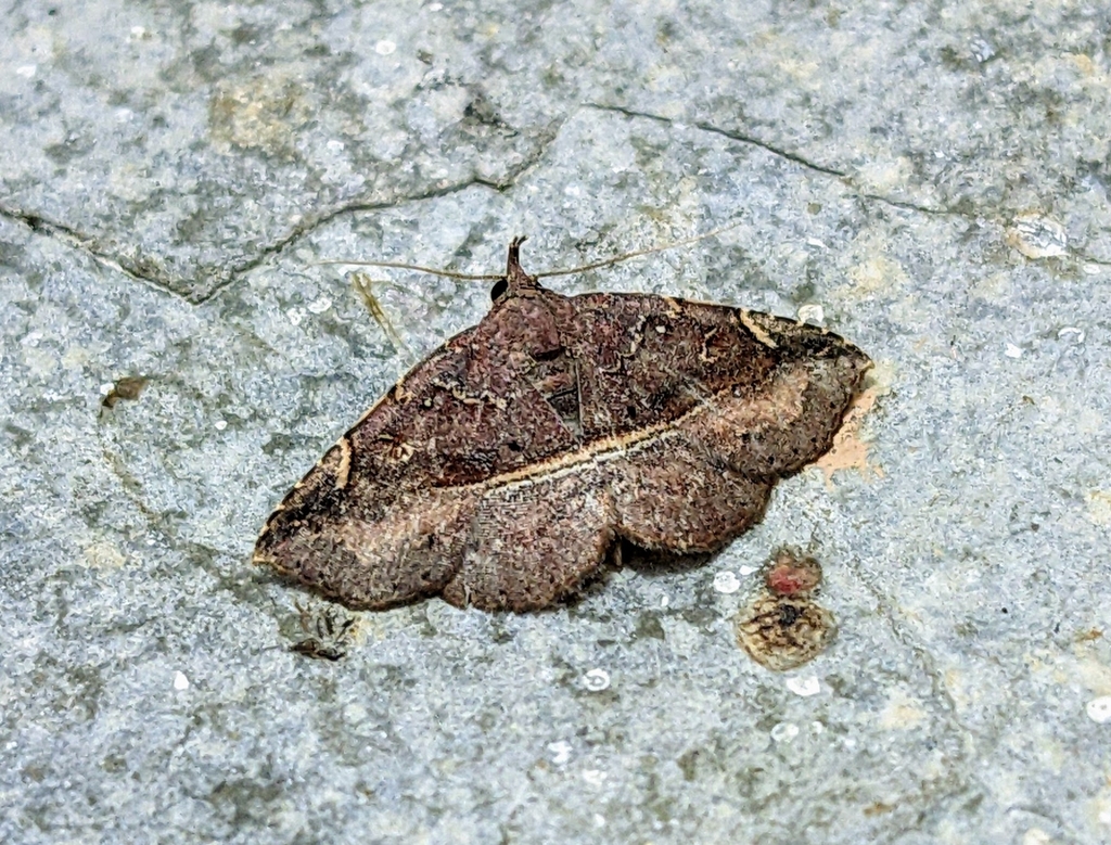 Condate purpureorufa