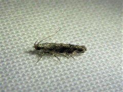 Coleotechnites florae