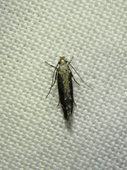 Coleotechnites florae