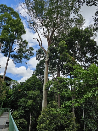 Honey tree (Koompassia excelsa)