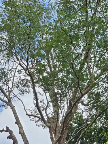 Koompassia excelsa, photograph 2