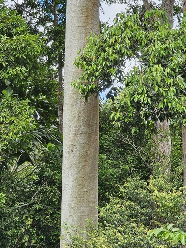 Koompassia excelsa, photograph 3