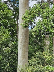 (c) Tim, some rights reserved (CC BY) Koompassia excelsa, photograph (c) Tim, some rights reserved (CC BY)