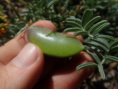 Astragalus cruckshanksii