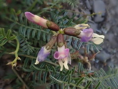 Astragalus cruckshanksii