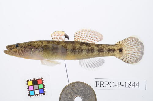 Gymnogobius urotaenia