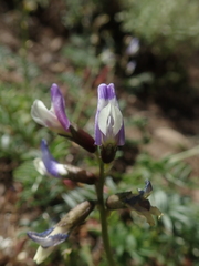 Astragalus cruckshanksii