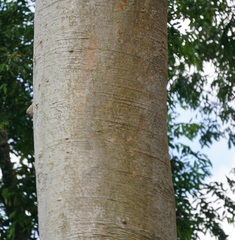 (c) Tim, some rights reserved (CC BY) Koompassia excelsa, photograph (c) Tim, some rights reserved (CC BY)