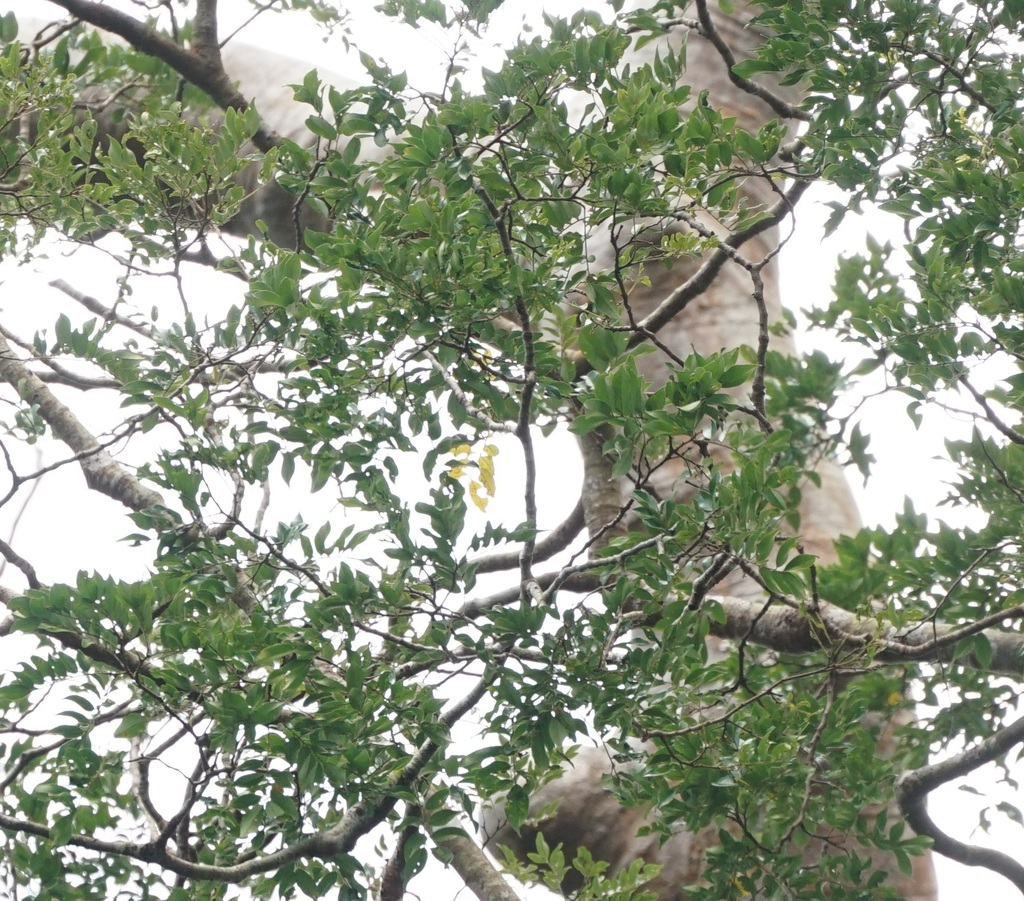 Koompassia excelsa; photograph (c) Tim, some rights reserved (CC BY)